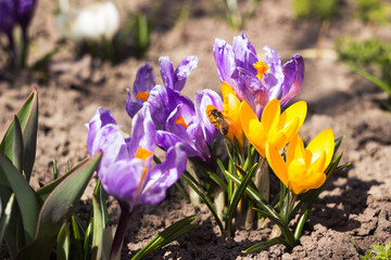 Yellow and lilac crocuses in the garden. One of the first bright spring flowers is pollinated by a bee