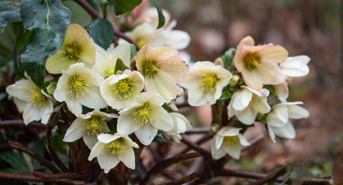 Helleborus, kremowy ciemiernik