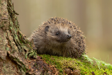 Hedgehog in woodland, wild, free roaming hedgehog, taken from within a wildlife hide to monitor the health and population of this declining species during climate change	