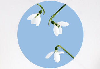 first forest flowers snowdrops bouquet in blue circle round or wedding chiffon.delicate spring easter template mockup free space for txt.white small flowers isolated minimalist concept creative banner