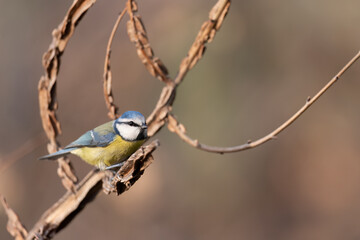 Blue Tit (Cyanistes caeruleus)  perched on tree branch.
