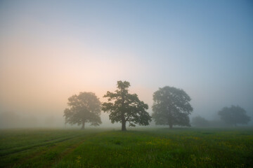 Fototapeta na wymiar Foggy morning at a meadow with oaks