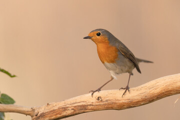 Colorful bird: the European Robin (Erithacus rubecula).