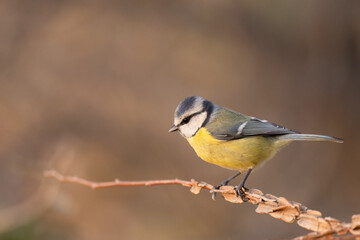 Blue Tit (Cyanistes caeruleus)  perched on tree branch.