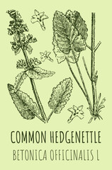 Vector drawings of COMMON HEDGENETTLE. Hand drawn illustration. Latin name BETONICA OFFICINALIS L

