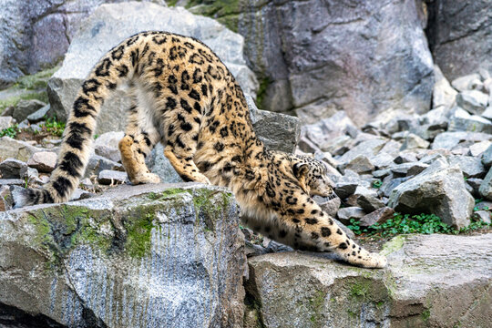 leopard on the rock