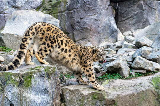 leopard on the rock