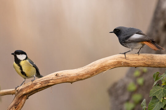 The great tit (Parus major) with The black redstart (Phoenicurus ochruros) 