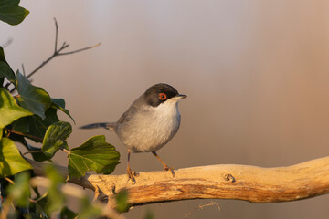 Sardinian warbler male (Sylvia melanocephala).