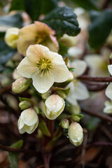 cream hellebore in raindrops