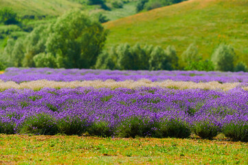 Obraz premium lavender bushes in a farmer's field