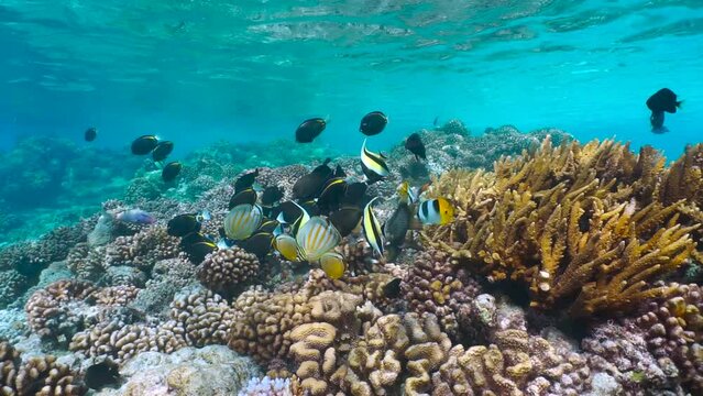 Coral reef with various tropical fish feeding on the coral, Pacific ocean natural underwater seascape, Rangiroa, French Polynesia, 59.94fps