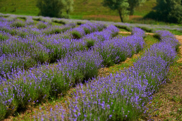 lavender field flowering bushes outdoors