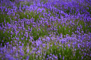 lavender bushes in a farmer's field