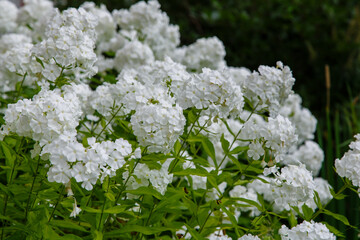 Beautiful blooming white Phlox paniculata in garden