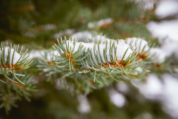 close up of snowy fir tree branches