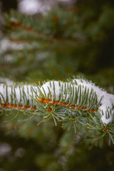Naklejka na ściany i meble close up of snowy fir tree branches