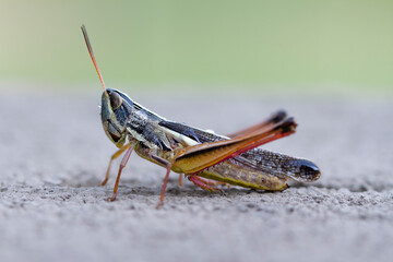 Macro of a locust. Migratory locust