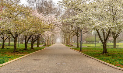 Fototapeta na wymiar Cherry blossoms blooming in Flushing Meadows Park, Queens, NY