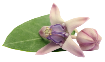 Medicinal Crown flower