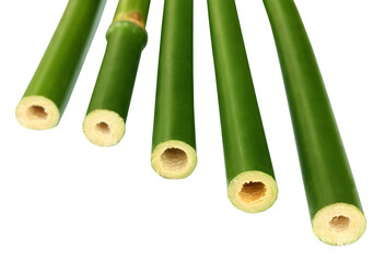 Green bamboo over white background