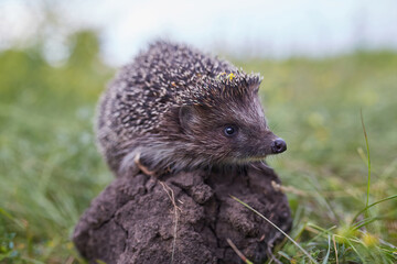 Hedgehog Scientific name: Erinaceus Europaeus close up of a wild, native, European hedgehog, facing right in natural garden habitat on green grass lawn.