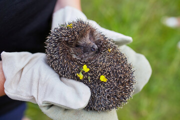 hunched hedgehog kept in the hands in protective gloves.