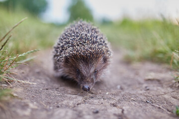 Hedgehog Scientific name: Erinaceus Europaeus close up of a wild, native, European hedgehog, facing right in natural garden habitat on green grass lawn.
