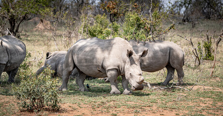 Fototapeta premium White Rhinoceros (Ceratotherium Simum) in Kruger National Park, South Africa