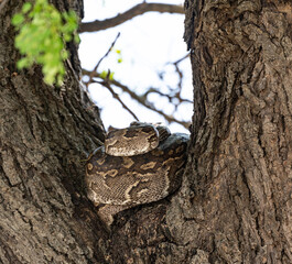 Python (Pythonidae) resting on a tree, Kruger National Park, South Africa