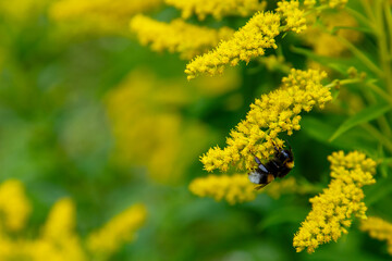 Bumblebee on flowers of common goldenrod , or Golden rod ( lat. Solidago virgaurea )