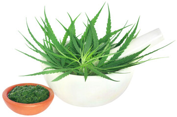 Green and mashed leaves of medicinal cannabis