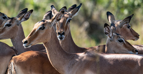 Impalas (Aepyceros Melampus) in the Kruger National Park, South Africa - obrazy, fototapety, plakaty