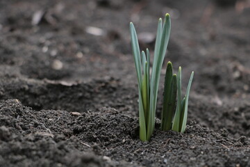 Green sprout of daffodils growing out of the soil
