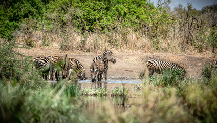 Fototapeta na wymiar Some Zebras at a waterhole in Kruger National Park, South Africa