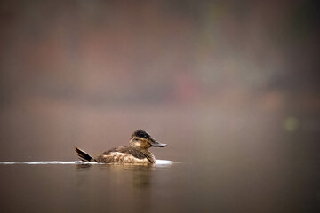 A female Ruddy Duck peacefully drifts by in the fall colors.