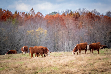 Pature of Hereford cattle blending with with the fall colors. Raleigh, North Carolina.