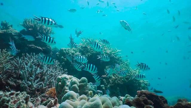 Underwater seascape, coral reef with a shoal of tropical fish (mostly scissortail sergeant fish), south Pacific ocean, New Caledonia, 59.94fps