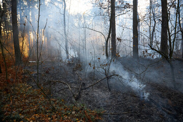 Fototapeta premium Forest fire. a lot of smoke when wildfire