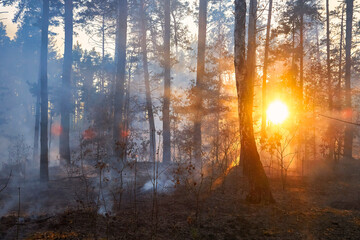 Fototapeta na wymiar Forest fire. a lot of smoke when wildfire