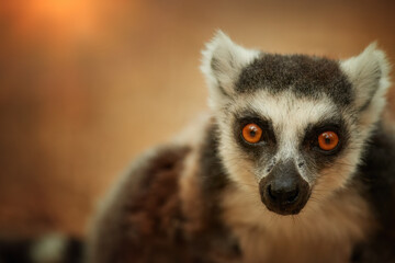 Portrait of Ring-tailed lemur, Lemur catta, an endangered animal endemic to Madagascar, perched on the edge of the rock against blurred background. Wild Madagascar.