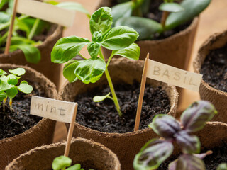 Basil and mint seedlings in biodegradable pots on wooden table. Germination plants in peat pots. Preparation for horticultural season. Agriculture at spring.