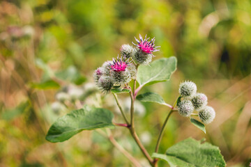 Blooming Arctium lappa or greater burdock, also known as gobo or beggar's buttons. Close up photo...