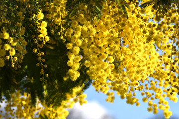 Beautiful mimosa tree in bloom. The flowering sprig of mimosa is offered to women on March 8 on International Women's Day. Close Up