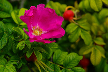 Rose hips , or Rosa dog, or Rosa canina ( lat. Rosa canina ) close up