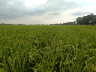 green wheat field