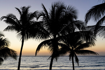 Fototapeta na wymiar Palm tree silhouette and ocean view