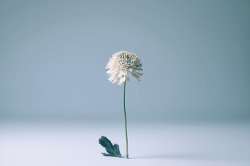 Blossoming beautiful single white chamomile flower. Illustration AI Generative