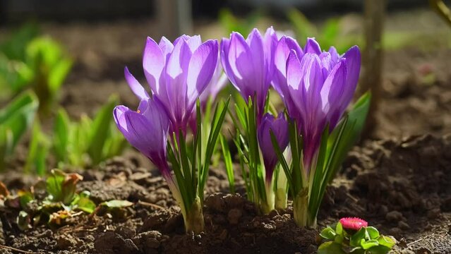 Bees fly over beautiful blooming purple crocuses illuminated by sunlight. First spring flowers on garden bed