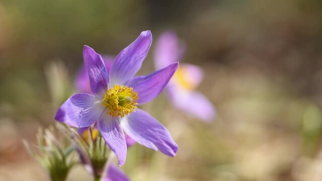 Beautiful pasque or anemone wild flowers swing in the wind on sunny spring meadow. It grows wild and its blooming is one of the first signs of spring. Eastern holiday concept